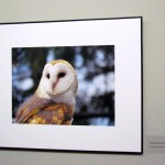 bawn owl photo @ the greenbelt exhibit, mcmichael gallery