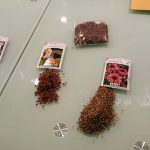 SUNHAWK LOVES BEES seed project - piles of seeds