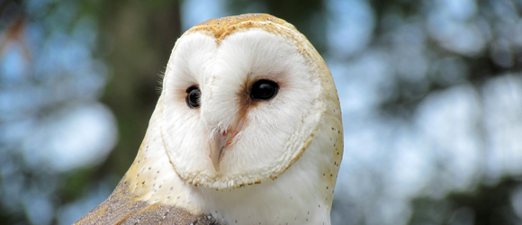 barn owl